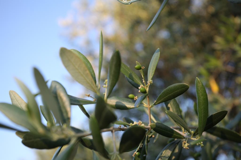 Vitabella Toscana Bauernhof